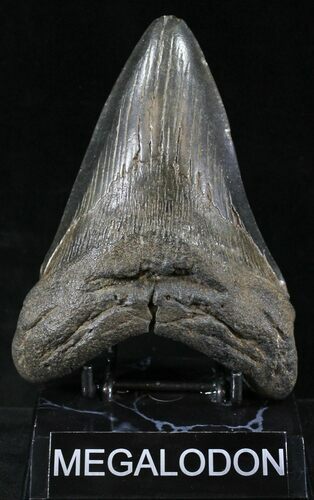 Fossil Megalodon Tooth - South Carolina #23746